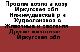 Продам козла и козу - Иркутская обл., Нижнеудинский р-н, Худоеланское с. Животные и растения » Другие животные   . Иркутская обл.